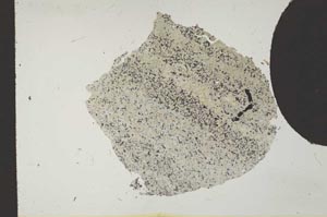 Plane Polarized, S11821