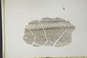 Plane Polarized, S11822