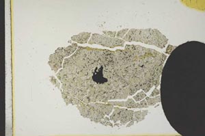Plane Polarized, S11823