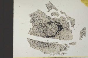 Plane Polarized, S11824