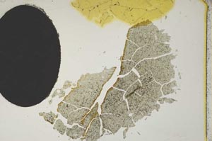 Plane Polarized, S11825