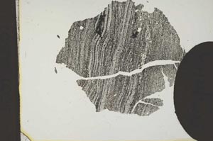 Plane Polarized, S11829