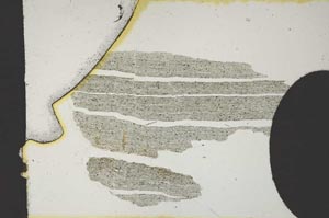 Plane Polarized, S11833