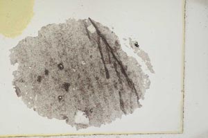 Plane Polarized, S11835