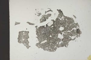 Plane Polarized, S11836