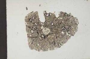Plane Polarized, S11842