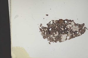 Plane Polarized, S11845