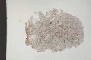 Plane Polarized, S11847