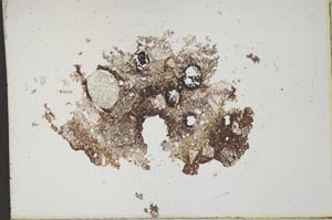 Plane Polarized, S11849