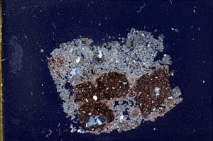 Cross Polarized, S11850