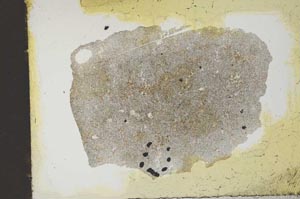 Plane Polarized, S11856