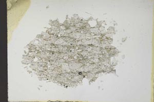 Plane Polarized, S11872