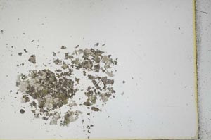 Plane Polarized, S11891/1