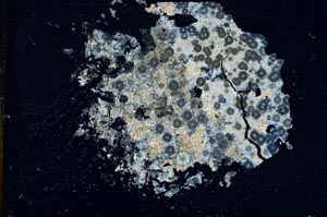 Cross Polarized, S11891