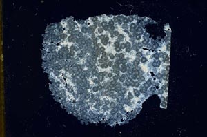 Cross Polarized, S11892