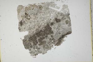 Plane Polarized, S11893