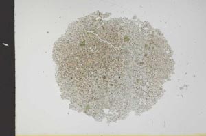 Plane Polarized, S11894