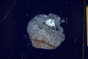 Cross Polarized, S11896