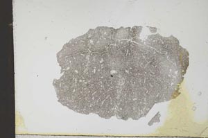 Plane Polarized, S11903