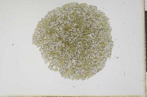 Plane Polarized, S11923