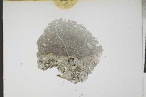 Plane Polarized, S11924