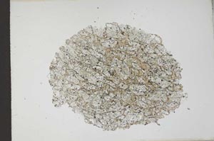 Plane Polarized, S11925