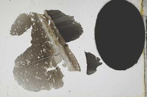 Plane Polarized, S11931