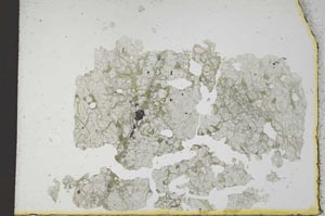 Plane Polarized, S11942