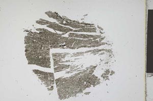 Plane Polarized, S11961