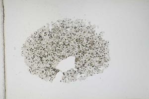 Plane Polarized, S11965
