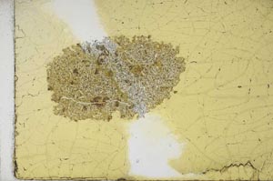 Plane Polarized, S11979