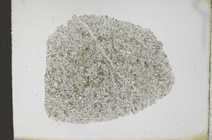 Plane Polarized, S11980