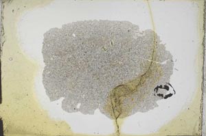 Plane Polarized, S11981