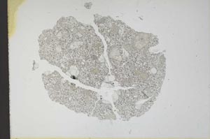 Plane Polarized, S11987/a