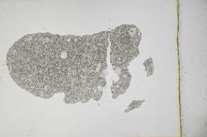 Plane Polarized, S11987/b