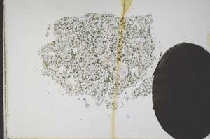 Plane Polarized, S11989