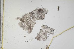 Plane Polarized, S11990