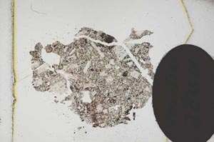 Plane Polarized, S11990/A