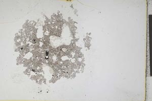 Plane Polarized, S11991