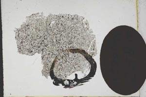 Plane Polarized, S11993