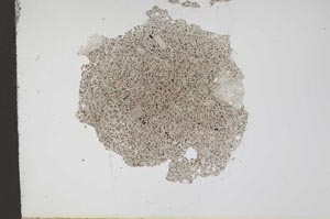 Plane Polarized, S11996