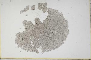 Plane Polarized, S11998