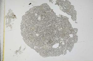 Plane Polarized, S12005