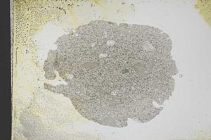 Plane Polarized, S12031