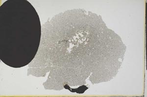 Plane Polarized, S12058