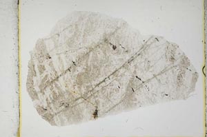 Plane Polarized, S2198