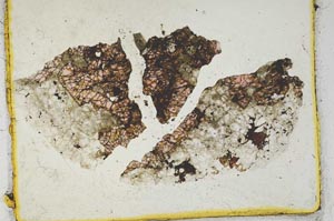 Plane Polarized, S2233