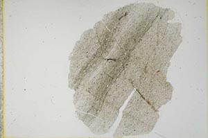 Plane Polarized, S2258