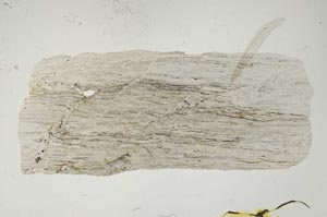 Plane Polarized, S2283
