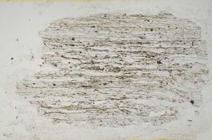 Plane Polarized, S2294